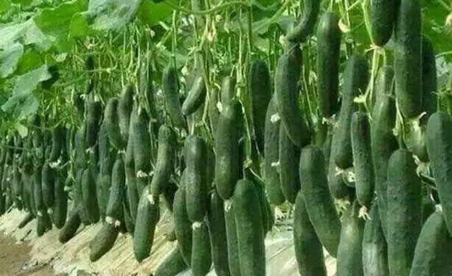 How to grow Diseases and affect cucumber farming | Farming Tips