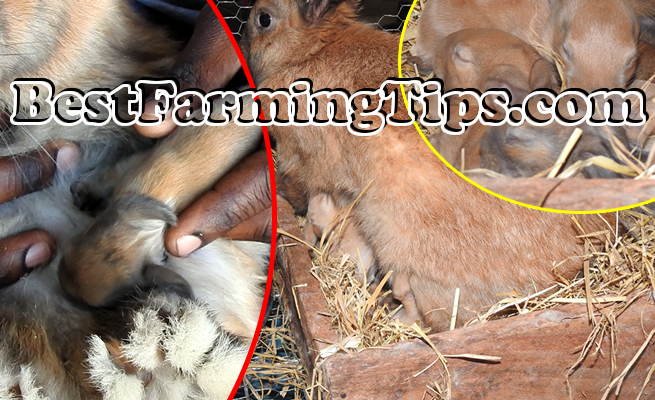 breastfeeding-nursing-baby-rabbits | Best Farming Tips